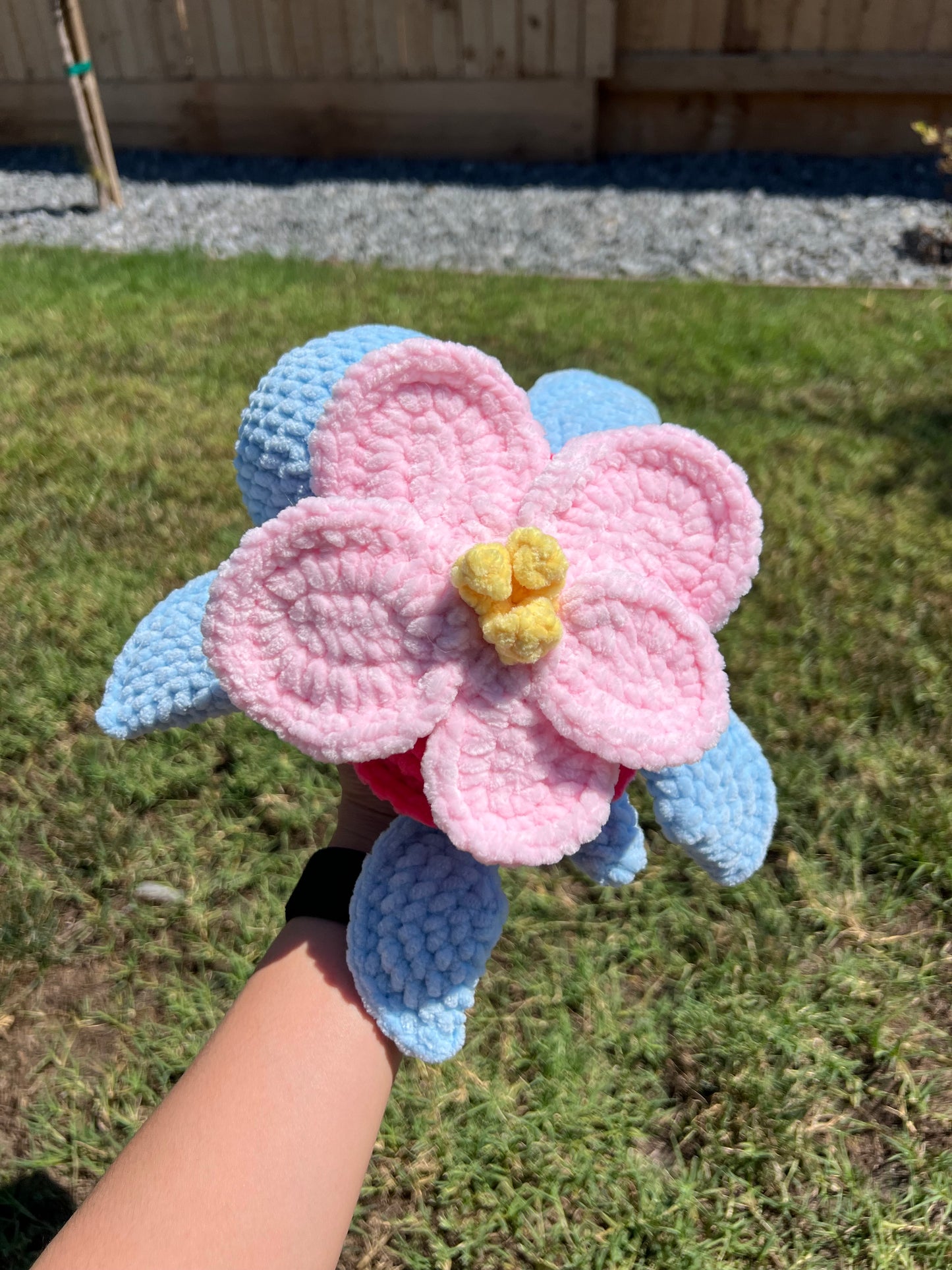 Orchid Turtle