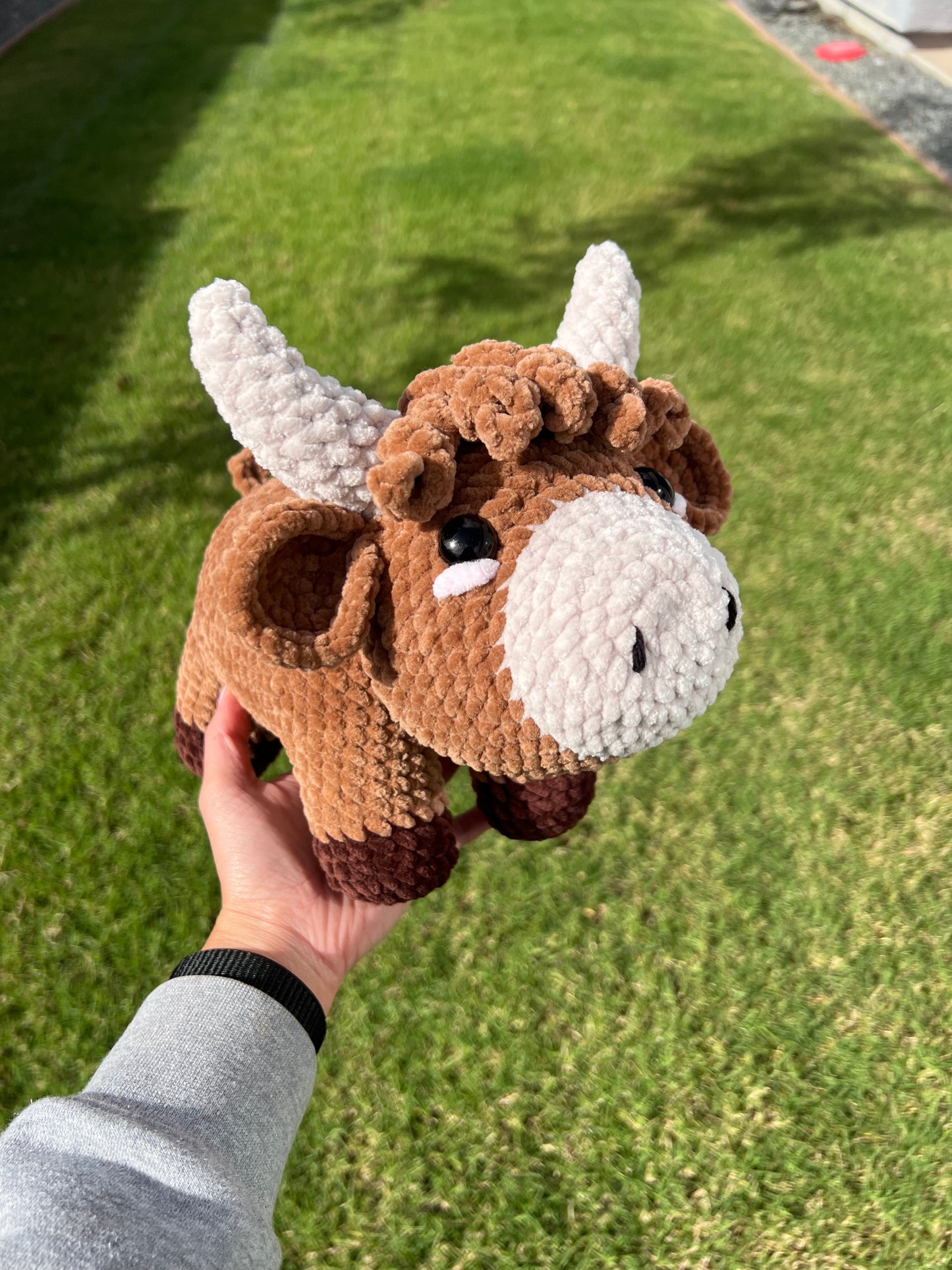 Large Highland Cow